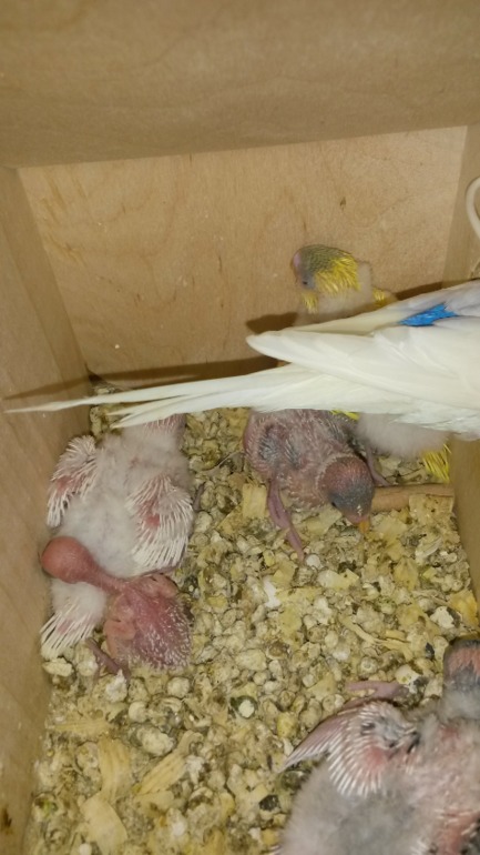 А мы уже с перьями)))