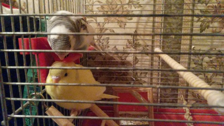 Птички мои, ручные, летают уже)))