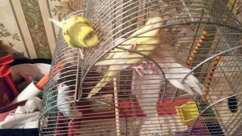 Птички мои, ручные, летают уже)))