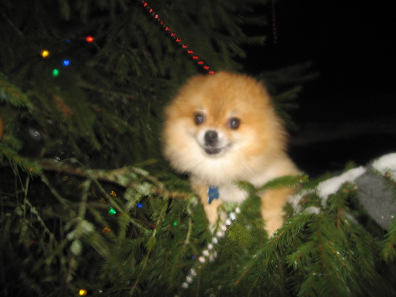 В ожидании гостей