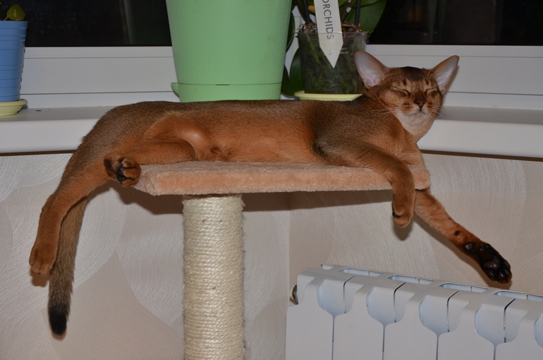 Кот и когтеточка