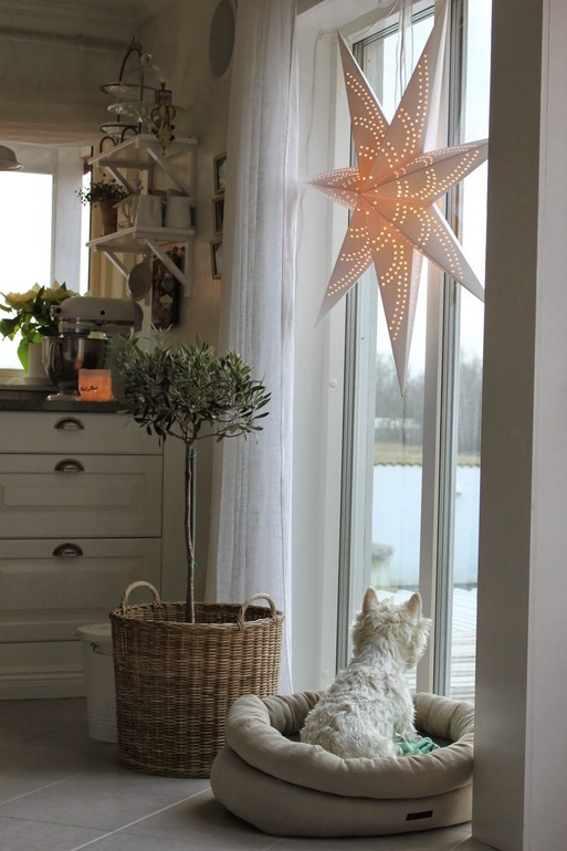 Огромная кухня и белый пес.