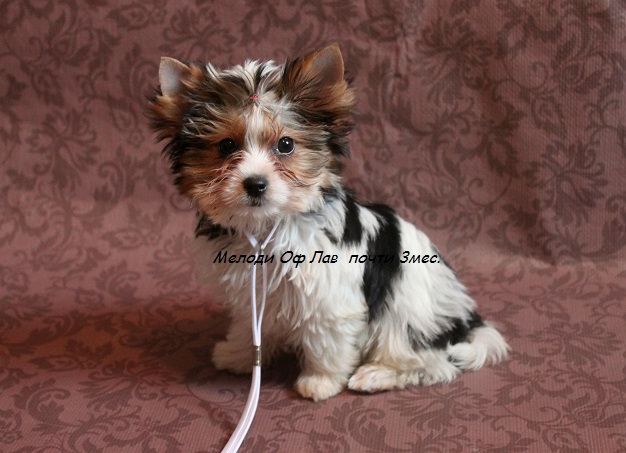 Привет. Давайте знакомиться! :)