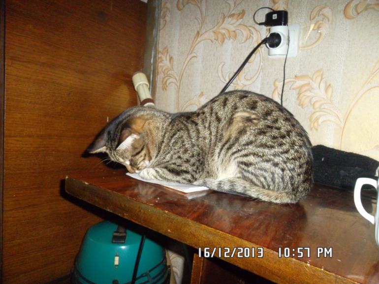 Удивил кот!