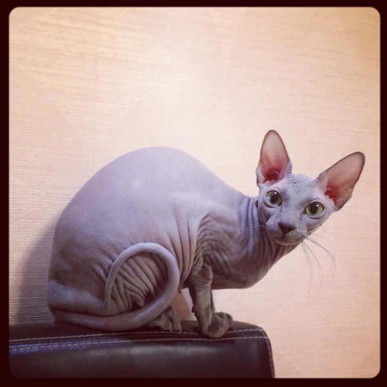 Животные в новом доме)