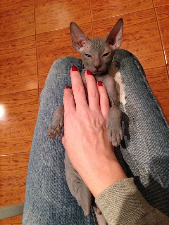 Продается сфинксенок-девочка!