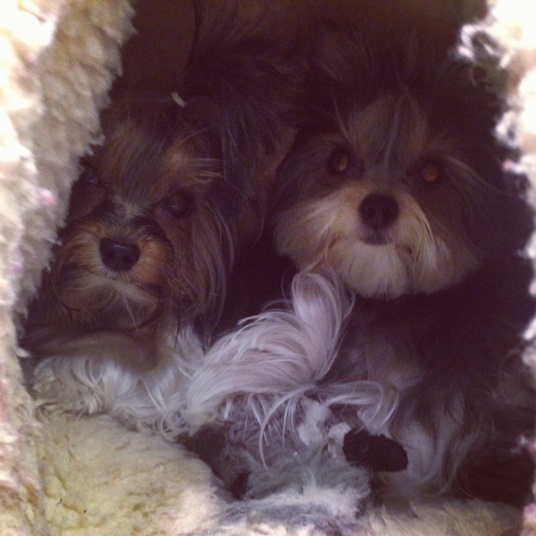 Животные в новом доме)