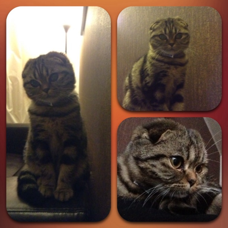 Ищем в будущем мужа)