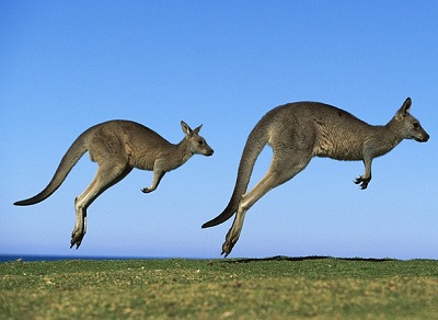 Кенгуру