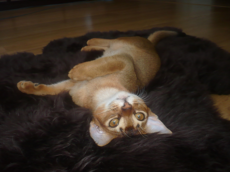 Какой корм?