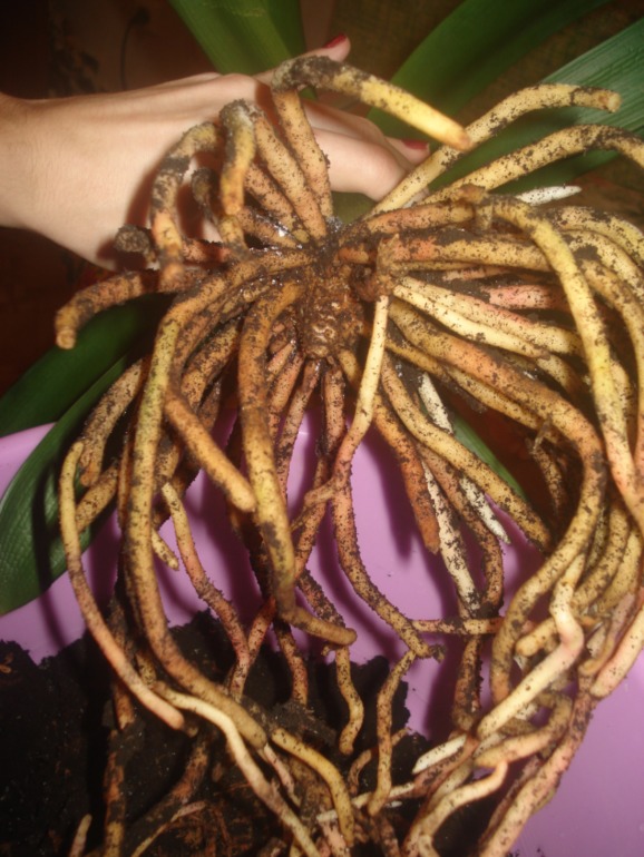 Кливия гниет