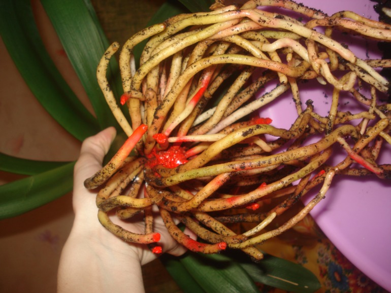 Кливия гниет