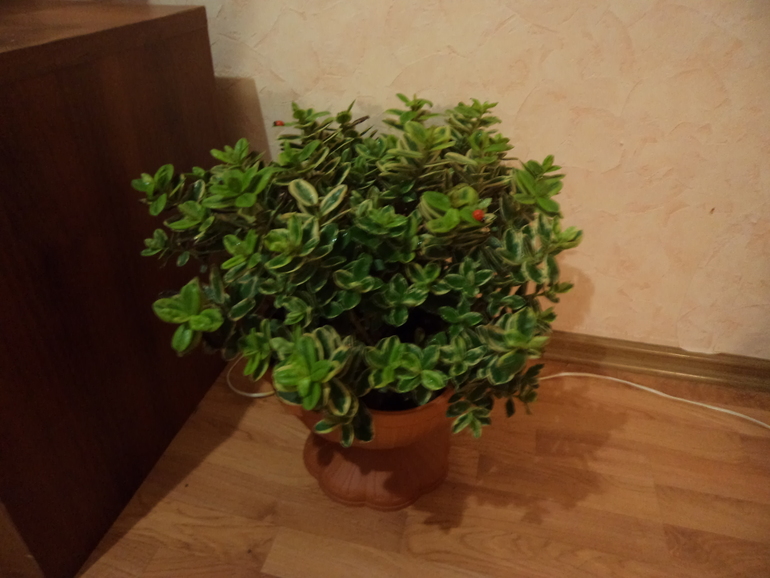 Просто покажу...