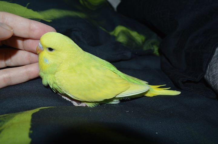 Мы уже в перьях :)