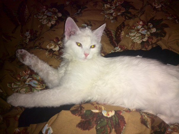 Найдена белая кошка. Ищутся хозяева.