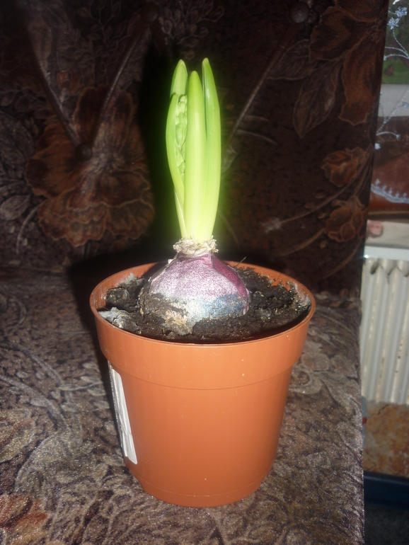 Гиацинт ко дню рождения дочери