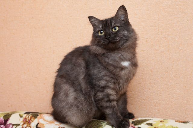 Мой любимы Кузя.