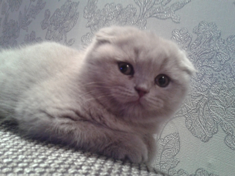 Моя живность