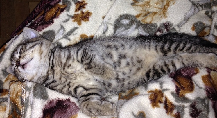 Приучение к туалету..мы все там же