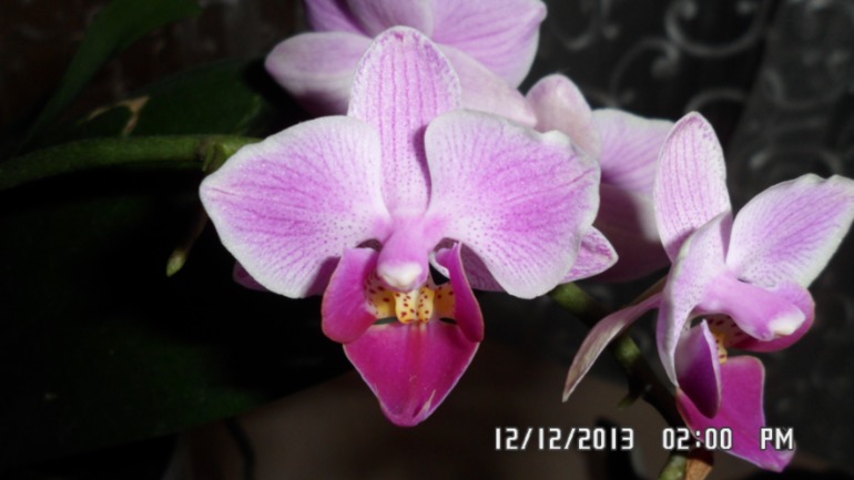 Долгожданное цветение орхидеи