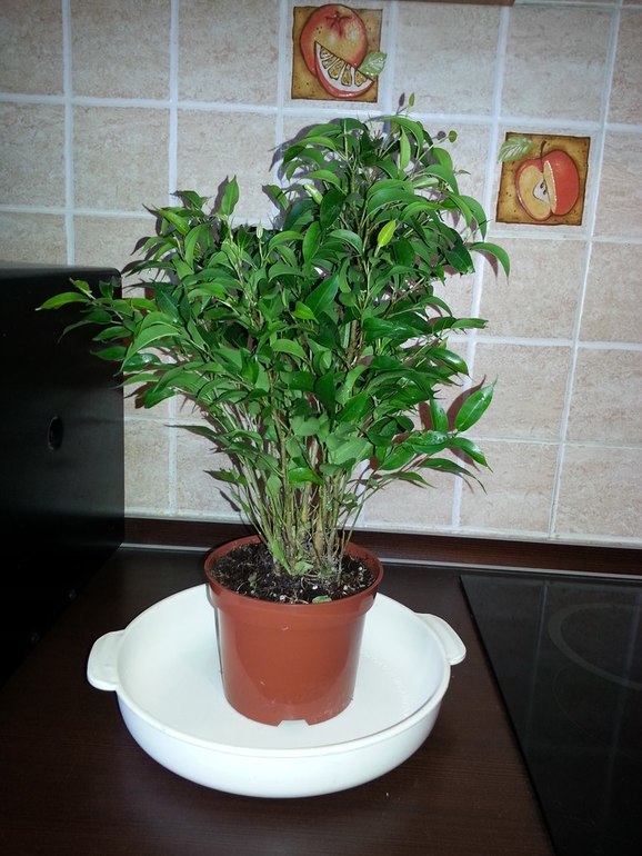 Моя красавица фикус  Наташа!!!