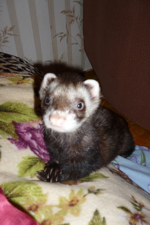 Хорепопки! Давайте дружить!