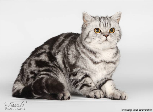 Мои выпускники-2