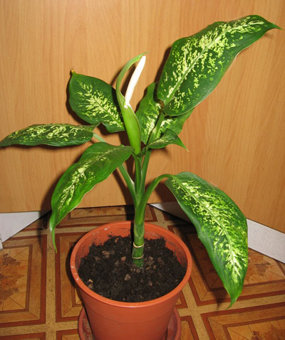 Что с моей диффенбахией ?