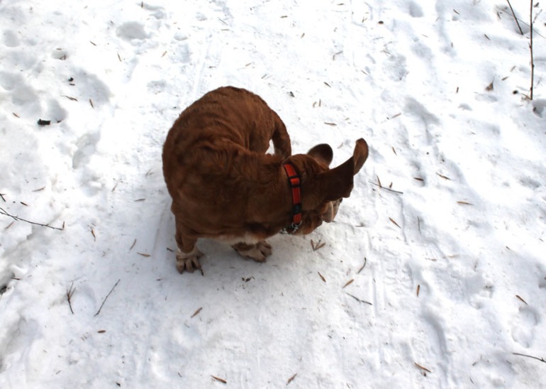 Басофотки:)