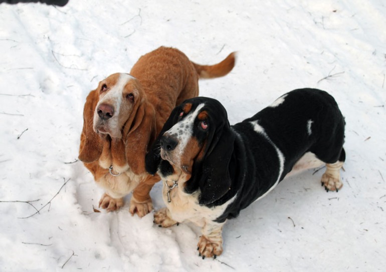 Басофотки:)