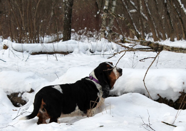 Басофотки:)