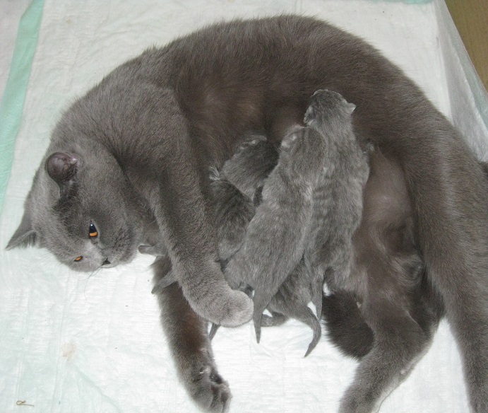 А у нас сегодня кошка родила вчера котят...