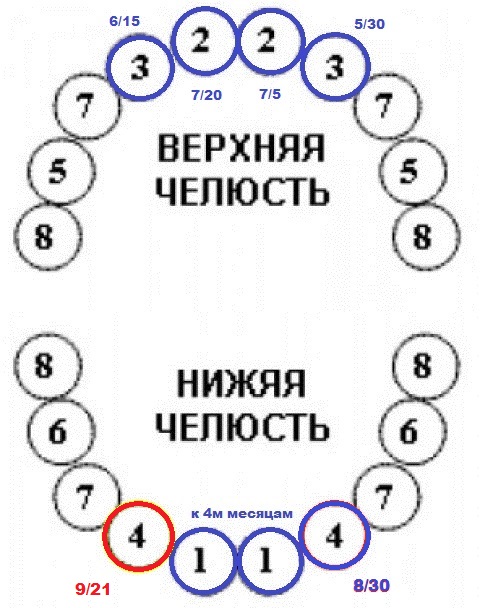 9/21 - 8-й зуб к 8-му марта )))