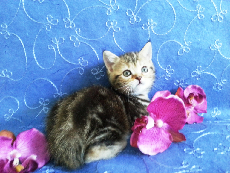 Чистокровные шотландские котята