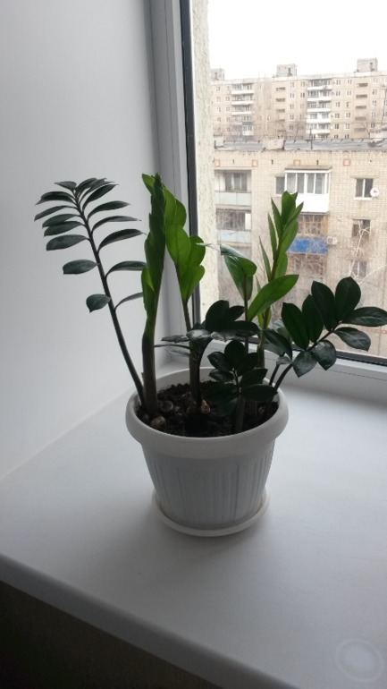 Многострадальный мой)