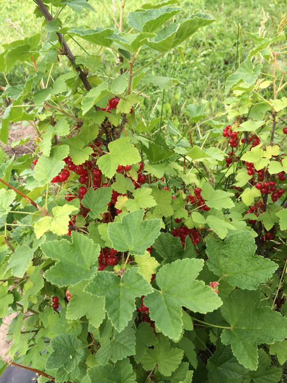 Просто новости кучкой.