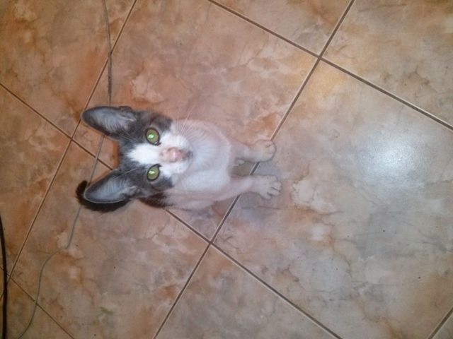 а мы взяли котейку))