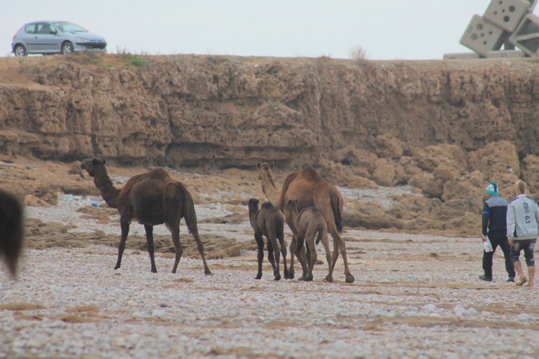 Baby camels :)