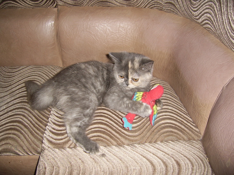 Миледи)