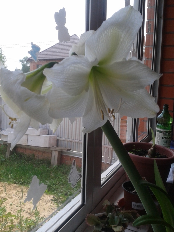 мои цветочки!