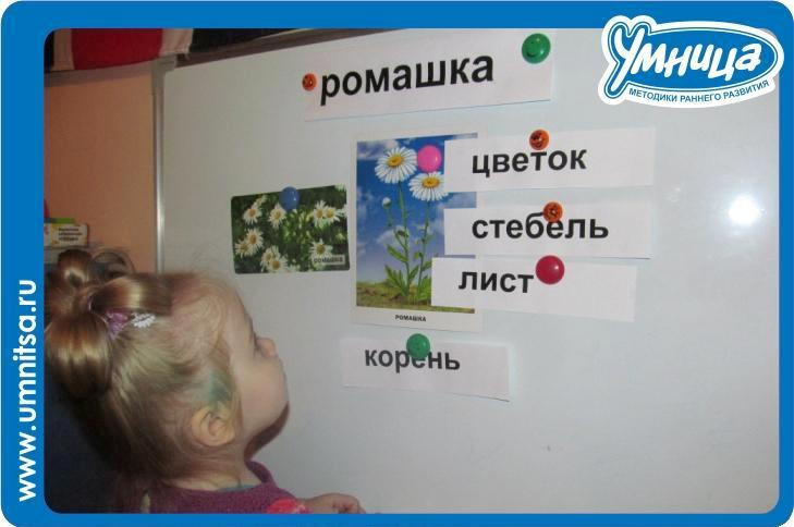 Ромашки