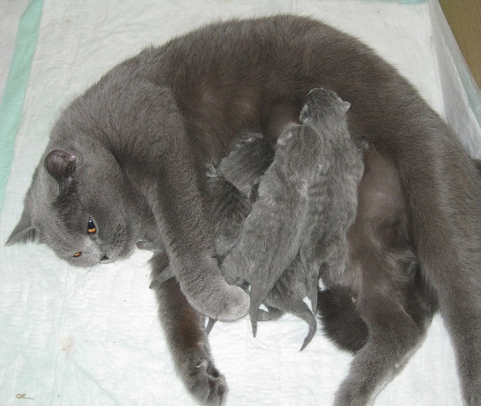 А у нас сегодня кошка родила вчера котят...