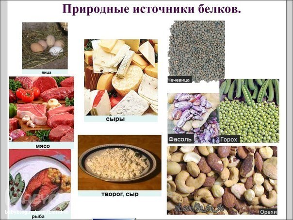 Источники белка
