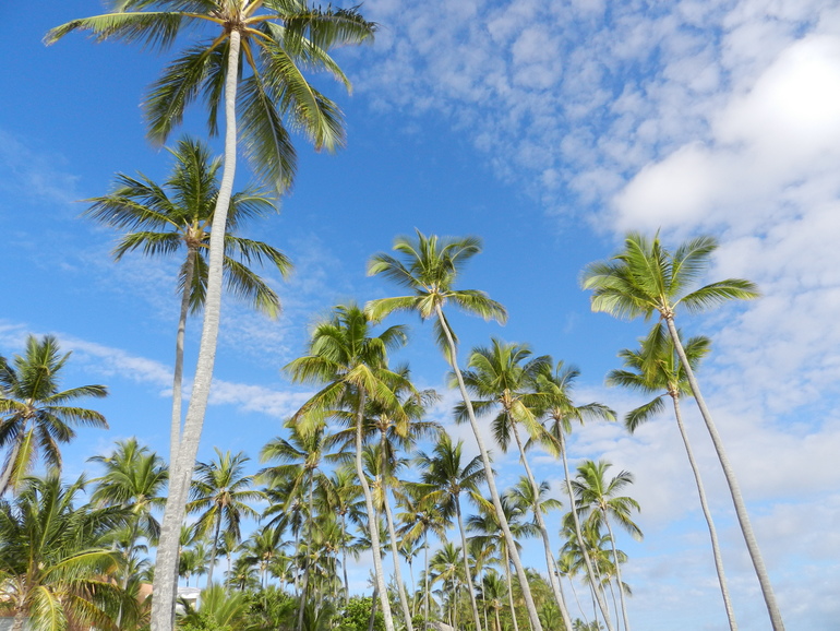 Barcelo Dominicano Beach 4*
