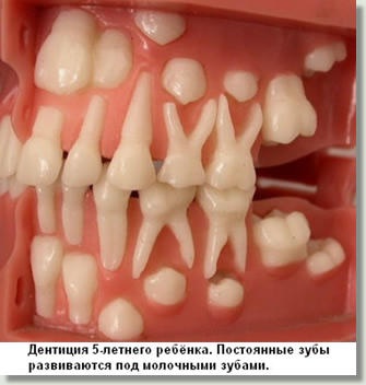 Познавательно, про детские зубы.