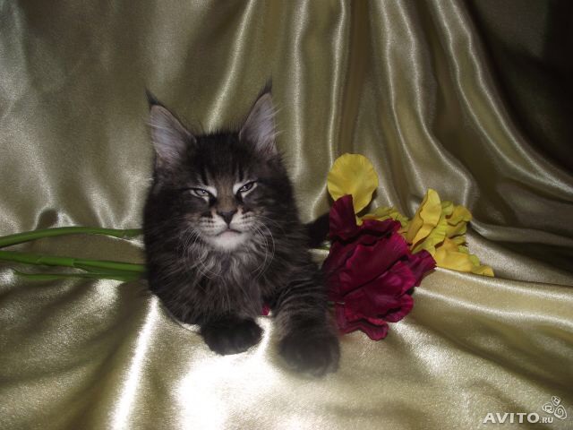 Ох уж эти коты)