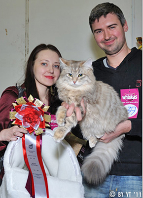 А у нас сегодня кошка родила вчера котят...
