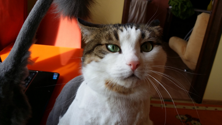 Коты стриженные обсохшие