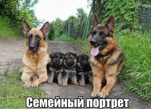 О кошках и не только...