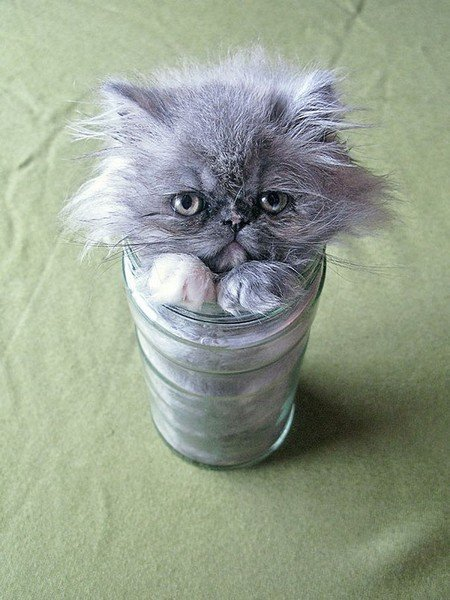 Жидкие коты ^_^